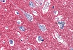 Invitrogen CADM2 Polyclonal Antibody 50 &mu;g; Unconjugated:Antibodies,