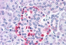 Invitrogen CADM4 Polyclonal Antibody 50 &mu;g; Unconjugated:Antibodies,