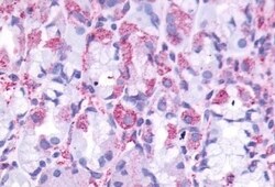 Invitrogen CCKBR Polyclonal Antibody 50 &mu;g; Unconjugated:Antibodies,