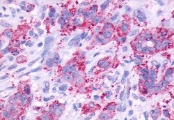 Invitrogen CCKBR Polyclonal Antibody 50 &mu;g; Unconjugated:Antibodies,