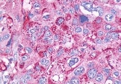 Invitrogen CCKBR Polyclonal Antibody 50 &mu;g; Unconjugated:Antibodies,