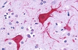 Invitrogen CCKBR Polyclonal Antibody 50 &mu;g; Unconjugated:Antibodies,