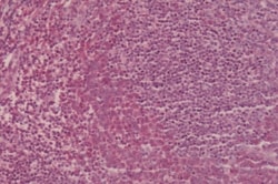Invitrogen CCR2 Polyclonal Antibody 50 &mu;g; Unconjugated:Antibodies,