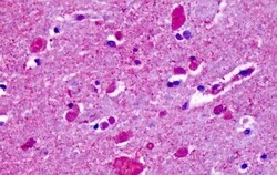 Invitrogen CELSR2 Polyclonal Antibody 50 &mu;g; Unconjugated:Antibodies,