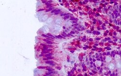 Invitrogen CELSR2 Polyclonal Antibody 50 &mu;g; Unconjugated:Antibodies,