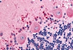 Invitrogen CELSR3 Polyclonal Antibody 50 &mu;g; Unconjugated:Antibodies,