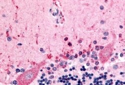 Invitrogen CELSR3 Polyclonal Antibody 50 &mu;g; Unconjugated:Antibodies,