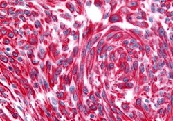 Invitrogen CHRM2 Polyclonal Antibody 50 &mu;g; Unconjugated:Antibodies,