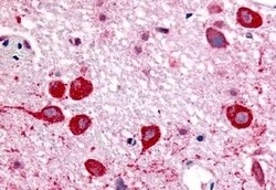 Invitrogen CHRM2 Polyclonal Antibody 50 &mu;g; Unconjugated:Antibodies,