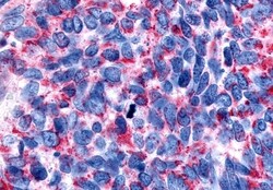 Invitrogen CHRM2 Polyclonal Antibody 50 μg; Unconjugated:Antibodies,