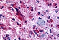 Invitrogen CHRM2 Polyclonal Antibody 50 μg; Unconjugated:Antibodies,