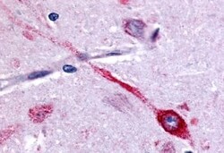 Invitrogen CHRM2 Polyclonal Antibody 50 μg; Unconjugated:Antibodies,
