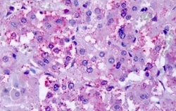 Invitrogen CHRM2 Polyclonal Antibody 50 &mu;g; Unconjugated:Antibodies,