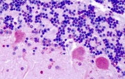 Invitrogen CHRM2 Polyclonal Antibody 50 &mu;g; Unconjugated:Antibodies,