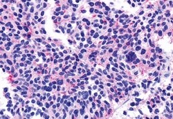 Invitrogen CHRM5 Polyclonal Antibody 50 &mu;g; Unconjugated:Antibodies,