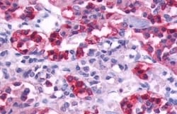 Invitrogen CHRM5 Polyclonal Antibody 50 &mu;g; Unconjugated:Antibodies,