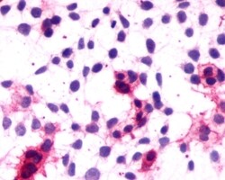 Invitrogen Cannabinoid Receptor 1 Polyclonal Antibody 50 &mu;g; Unconjugated:Anticorps,