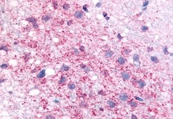 Invitrogen CRHR1 Polyclonal Antibody 50 &mu;g; Unconjugated:Antibodies,