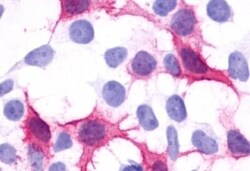 Invitrogen CXCR1 Polyclonal Antibody 50 &mu;g; Unconjugated:Antibodies,