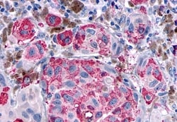 Invitrogen OPRD1 Polyclonal Antibody 50 &mu;g; Unconjugated:Antibodies,