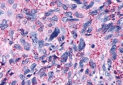 Invitrogen OPRD1 Polyclonal Antibody 50 &mu;g; Unconjugated:Antibodies,