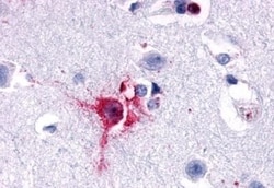 Invitrogen OPRD1 Polyclonal Antibody 50 &mu;g; Unconjugated:Antibodies,