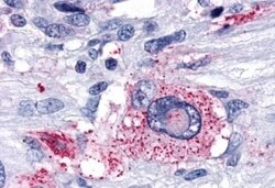 Invitrogen OPRD1 Polyclonal Antibody 50 &mu;g; Unconjugated:Antibodies,