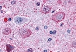 Invitrogen OPRD1 Polyclonal Antibody 50 &mu;g; Unconjugated:Antibodies,