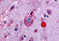 Invitrogen OPRD1 Polyclonal Antibody 50 &mu;g; Unconjugated:Antibodies,