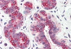 Invitrogen DHRS7 Polyclonal Antibody 50 &mu;g; Unconjugated:Antibodies,