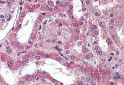 Invitrogen DPP10 Polyclonal Antibody 50 &mu;g; Unconjugated:Antibodies,