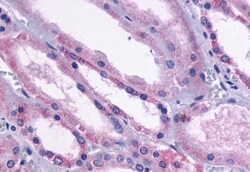 Invitrogen DRD1 Polyclonal Antibody 50 &mu;g; Unconjugated:Antibodies,