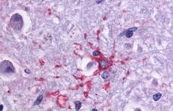 Invitrogen DRD1 Polyclonal Antibody 50 &mu;g; Unconjugated:Antibodies,