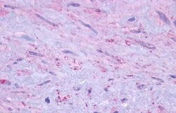 Invitrogen DRD1 Polyclonal Antibody 50 &mu;g; Unconjugated:Antibodies,