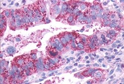 Invitrogen DRD1 Polyclonal Antibody 50 μg; Unconjugated:Antibodies,