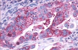 Invitrogen DRD1 Polyclonal Antibody 50 μg; Unconjugated:Antibodies,
