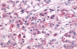Invitrogen DRD1 Polyclonal Antibody 50 μg; Unconjugated:Antibodies,