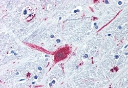 Invitrogen DRD3 Polyclonal Antibody 50 &mu;g; Unconjugated:Antibodies,