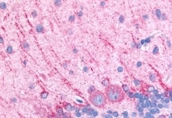 Invitrogen DRD5 Polyclonal Antibody 50 &mu;g; Unconjugated:Antibodies,