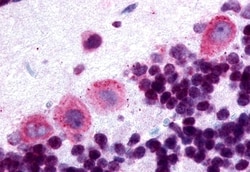 Invitrogen DRD5 Polyclonal Antibody 50 &mu;g; Unconjugated:Antibodies,
