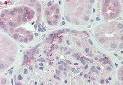 Invitrogen DUSP22 Polyclonal Antibody 50 &mu;g; Unconjugated:Antibodies,