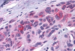 Invitrogen DUSP23 Polyclonal Antibody 50 &mu;g; Unconjugated:Antibodies,