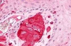 Invitrogen EDG2 Polyclonal Antibody 50 &mu;g; Unconjugated:Antibodies,