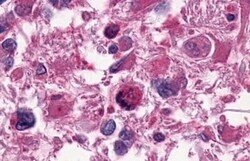 Invitrogen EDG2 Polyclonal Antibody 50 &mu;g; Unconjugated:Antibodies,