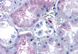 EDG3 Polyclonal Antibody:Antibodies, Polyclonal