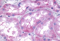 Invitrogen EDG3 Polyclonal Antibody 50 μg; Unconjugated:Antibodies,