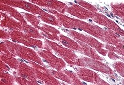 Invitrogen EDG3 Polyclonal Antibody 50 μg; Unconjugated:Antibodies,