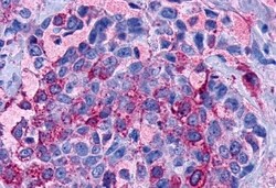 Invitrogen LPAR3 Polyclonal Antibody 50 &mu;g; Unconjugated:Antibodies,