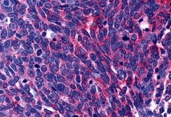 Invitrogen LPAR3 Polyclonal Antibody 50 &mu;g; Unconjugated:Antibodies,