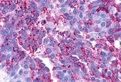 Invitrogen LPAR3 Polyclonal Antibody 50 &mu;g; Unconjugated:Antibodies,